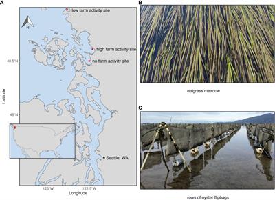 Stable isotopes reveal intertidal fish and crabs use bivalve farms as foraging habitat in Puget Sound, Washington